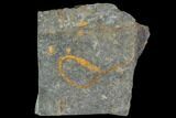 Ordovician Crinoid Fossil - Kaid Rami, Morocco #102831-1